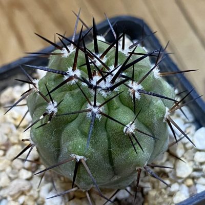 DP38929 Copiapoa cinerea -Perales-