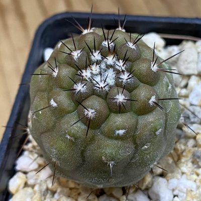 DP38931 Copiapoa cinerea -Perales-
