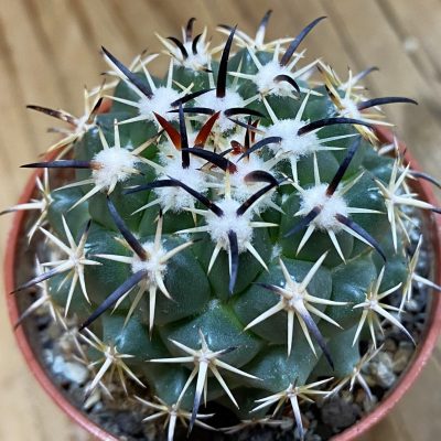 DP38932 Coryphantha tripugionacantha PP1012