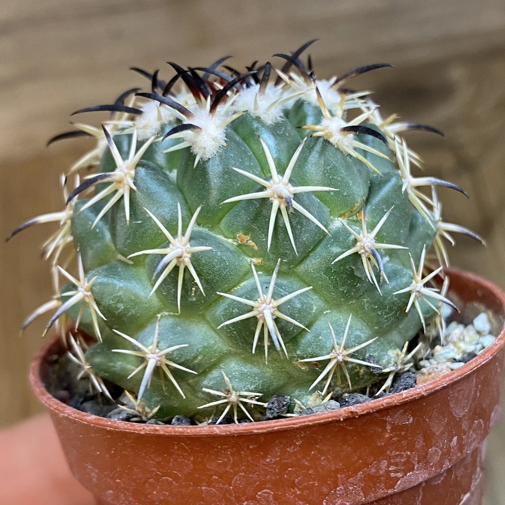 DP38932 Coryphantha tripugionacantha PP1012 - Image 2