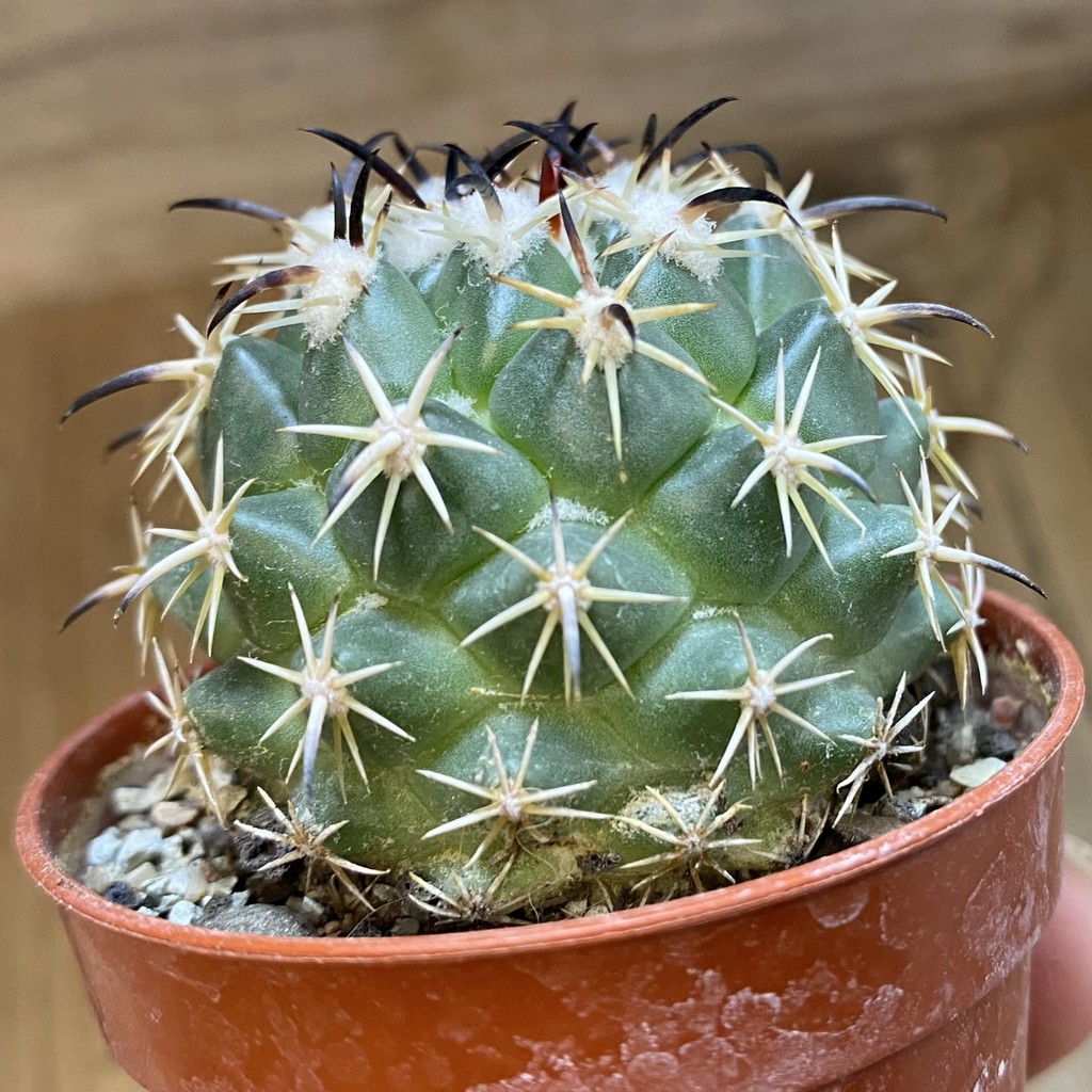 DP38932 Coryphantha tripugionacantha PP1012 - Image 3