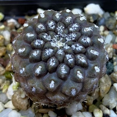 DP38934 Eriosyce heinrichiana
