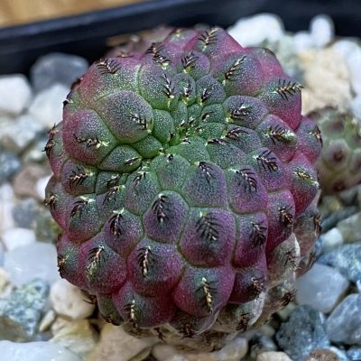 DP38935 Sulcorebutia rauschii