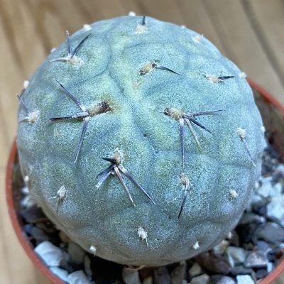 DP38937 Tephrocactus geometricus