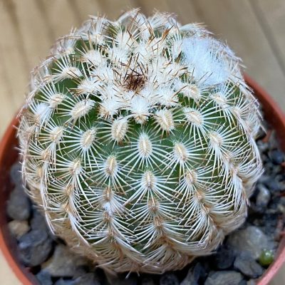 DP38938 Echinocereus reichenbachii hybrid