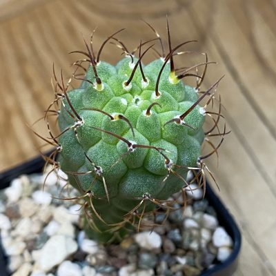 DP38941 Matucana madisoniorum