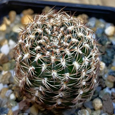 DP38942 Lobivia pusilla v. flaviflora