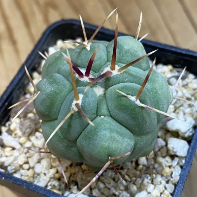 DP38943 Thelocactus hexaedrophorus