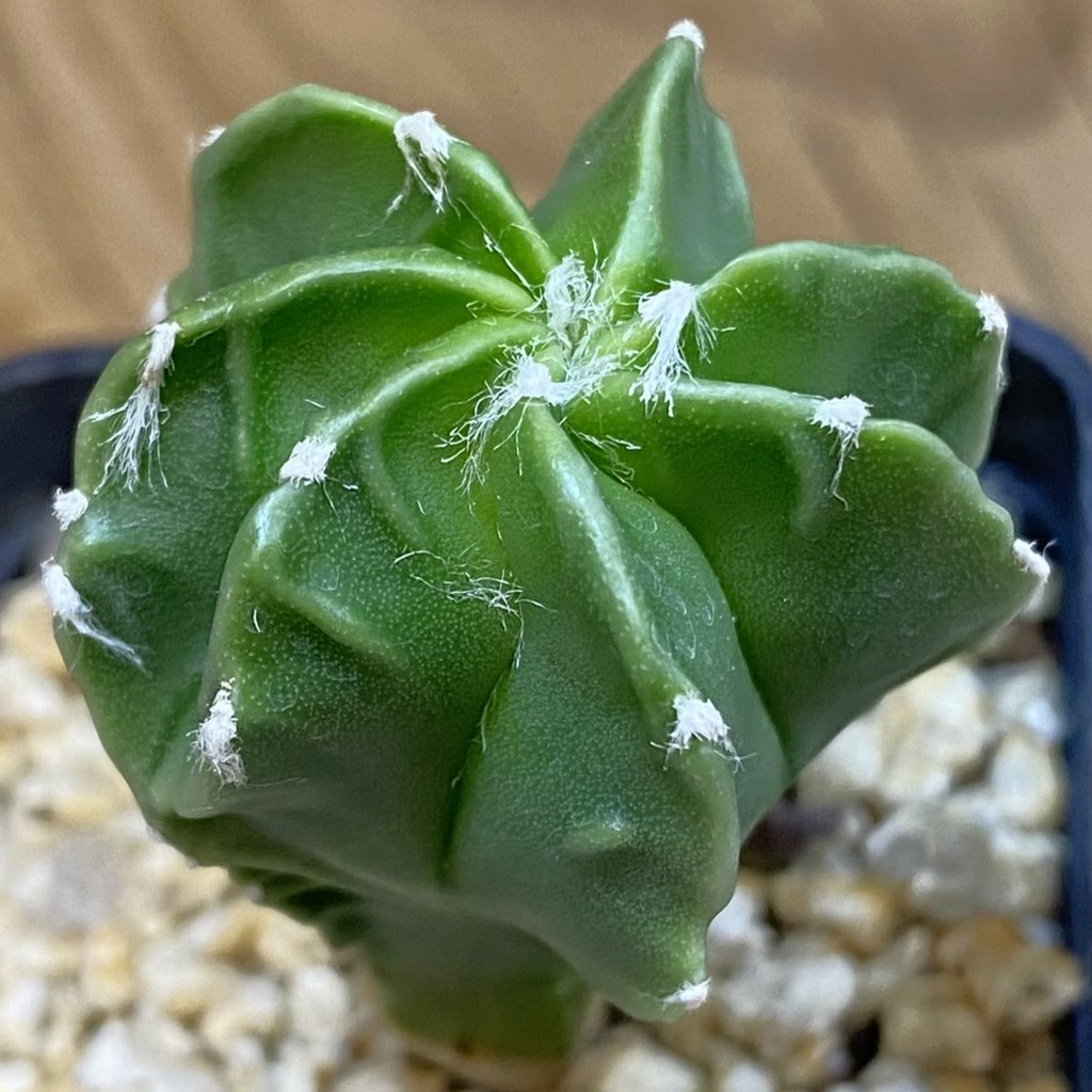 DP38876 Astrophytum myriostigma 'Fukuryu' f. nudum