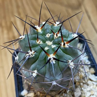 DP38944 Acanthocalycium glaucum