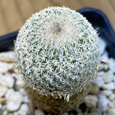 DP38945 Epithelantha micromeris