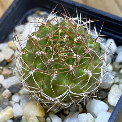 DP38947 Sulcorebutia candiae v. kamiensis