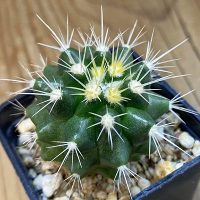 DP38948 Echinocactus grusonii