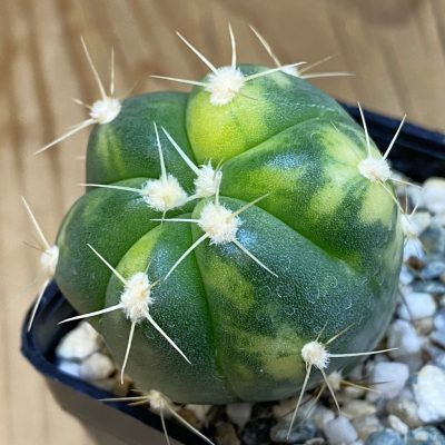 DP38953 Gymnocalycium horstii f. variegata