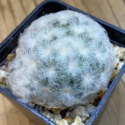DP38956 Mammillaria plumosa