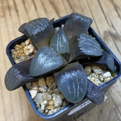 DP38961 Haworthia bayeri x springbokvlakensis