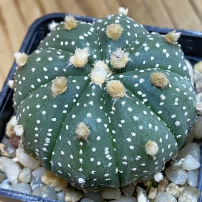 DP38878 Astrophytum asterias hybrid