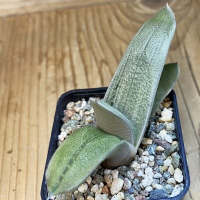 DP38963 Gasteria ‘Hakugei’ hybrid