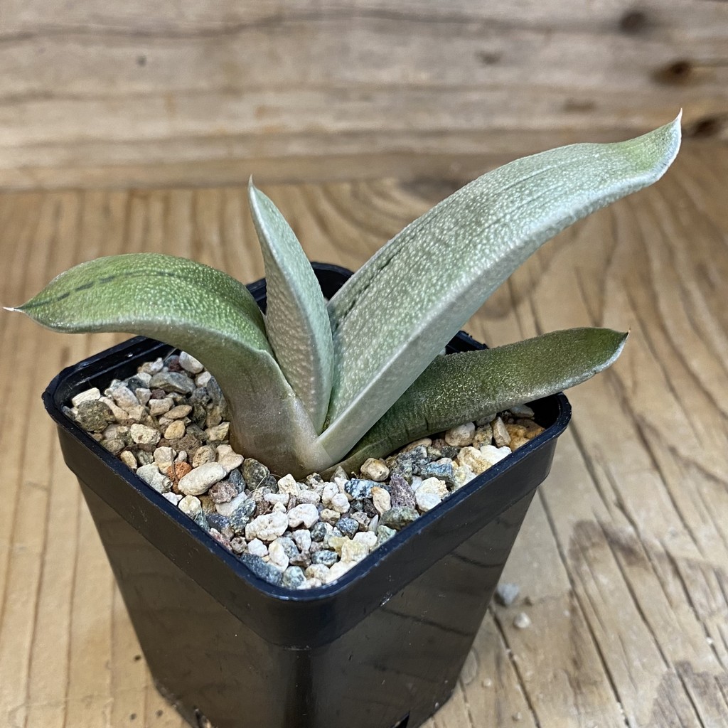 DP38963 Gasteria ‘Hakugei’ hybrid - Image 2