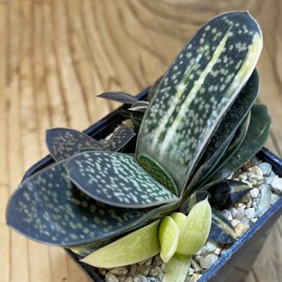 DP38964 Gasteria minima f. variegata
