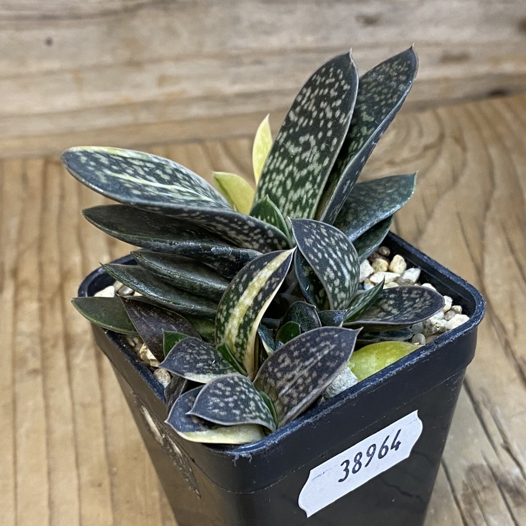 DP38964 Gasteria minima f. variegata - Image 2