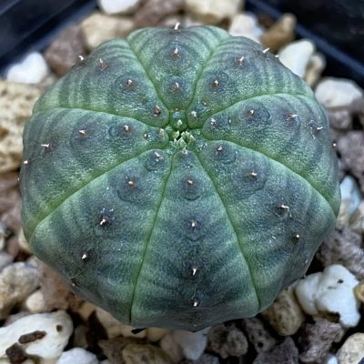 DP38966 Euphorbia obesa