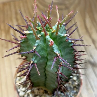 DP38967 Euphorbia horrida hybrid