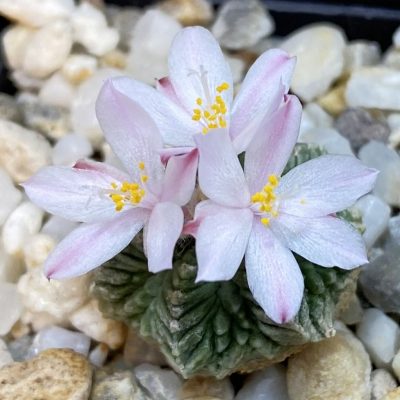 SH34932 Aztekium ritteri VM 619, seedling