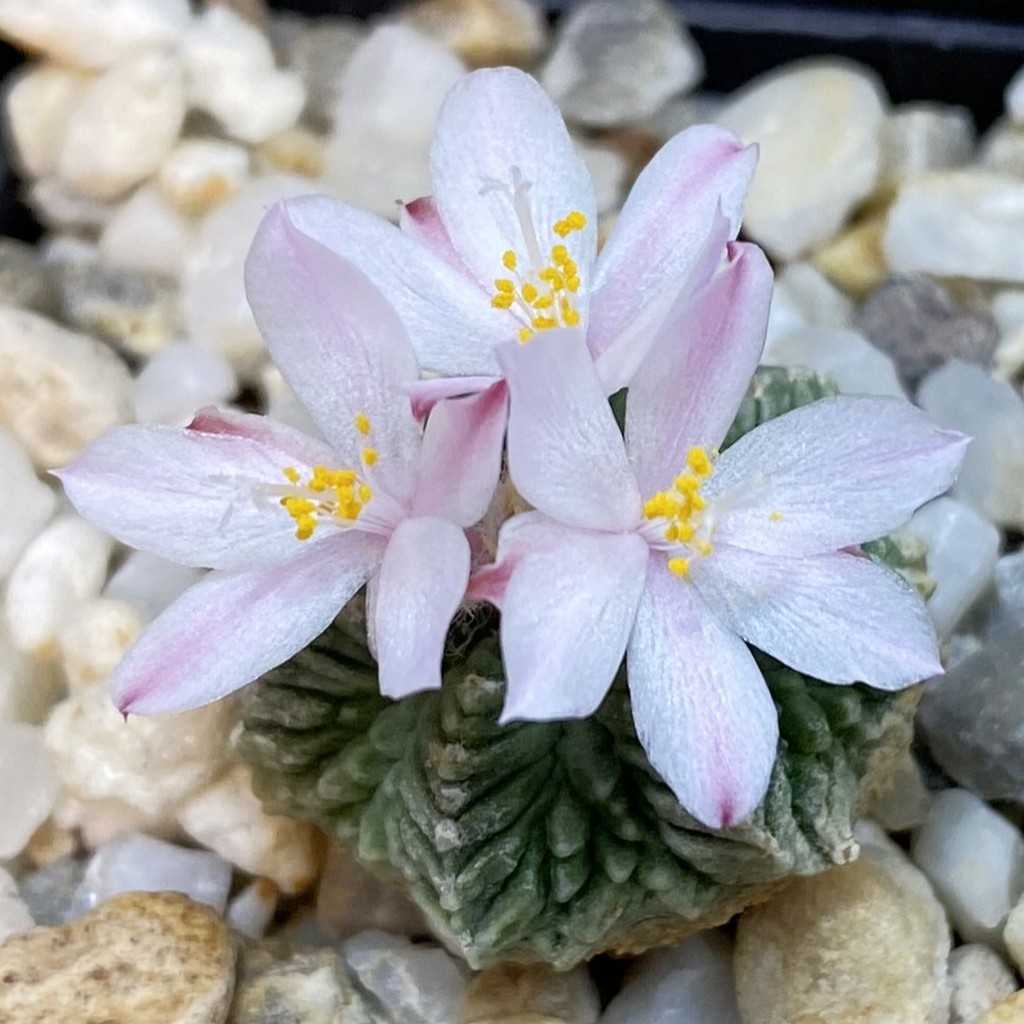 SH34932 Aztekium ritteri VM 619, seedling