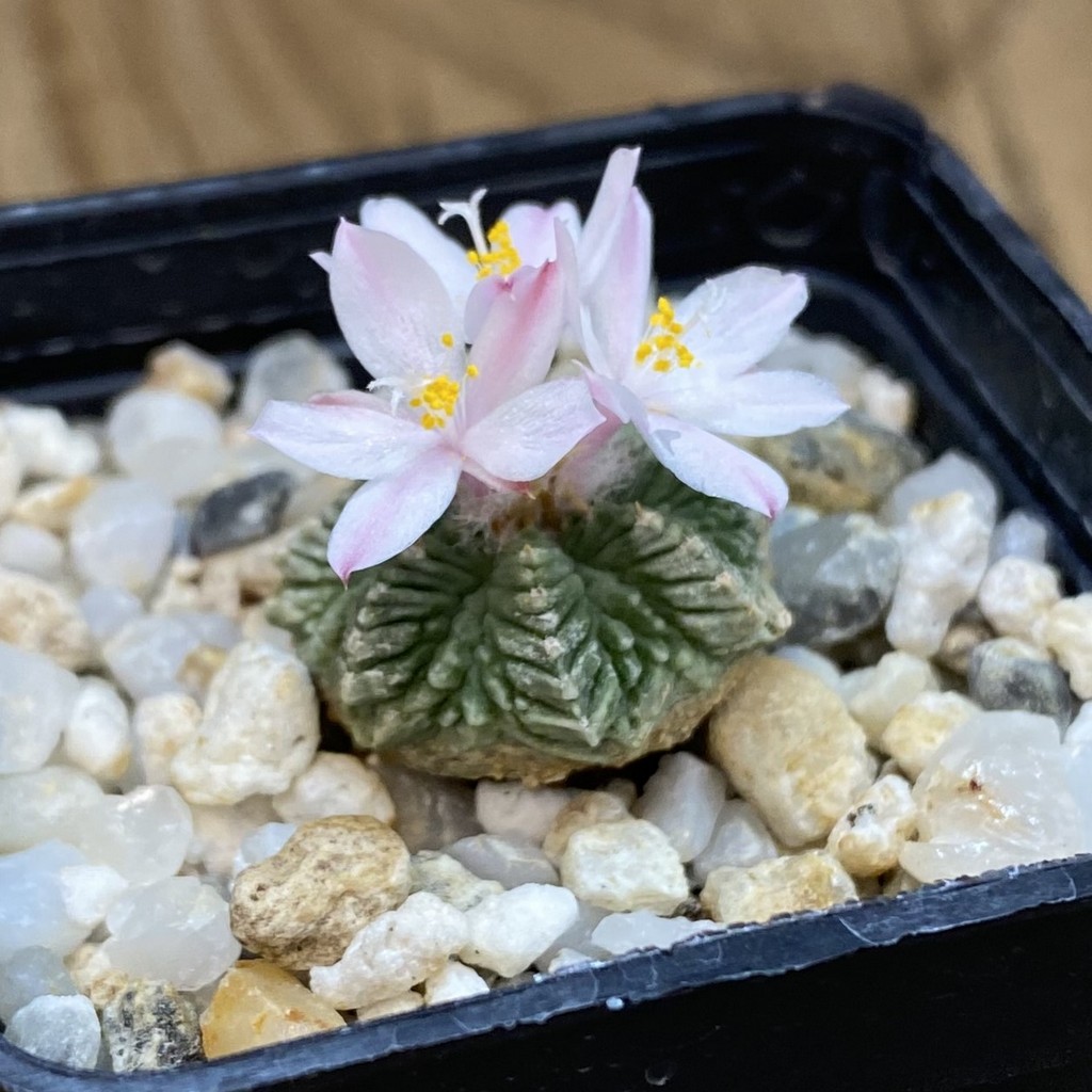 SH34932 Aztekium ritteri VM 619, seedling - Image 2