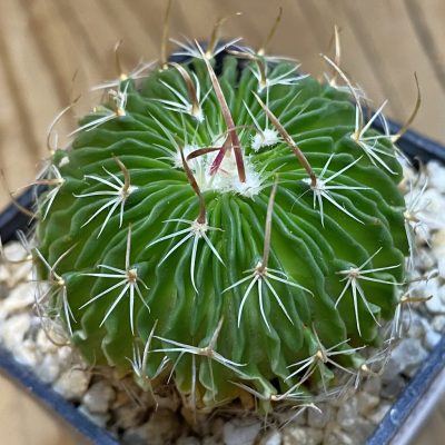 DP38880 Echinofossulocactus multicostatus SB 1147