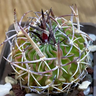 DP38881 Echinofossulocactus pentacanthus