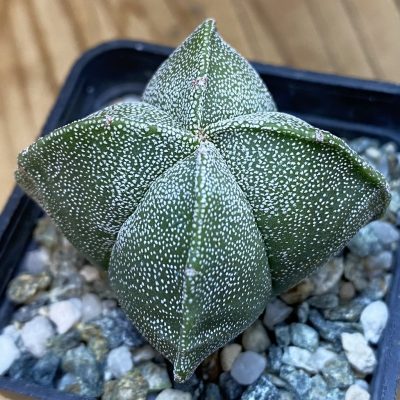 DP38870 Astrophytum myriostigma v. quadricostatum