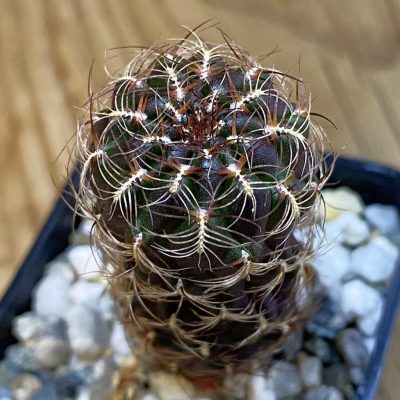 DP38882 Sulcorebutia crispata