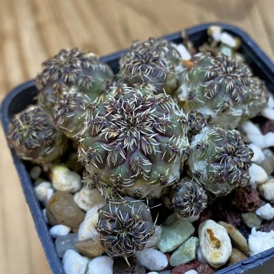 DP38883 Sulcorebutia tarabucoensis