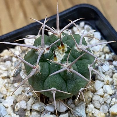 DP38884 Gymnocalycium aff. guanchinense