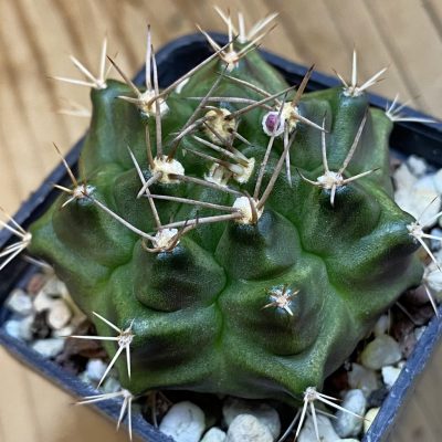 DP38886 Gymnocalycium mihanovichii hybrid