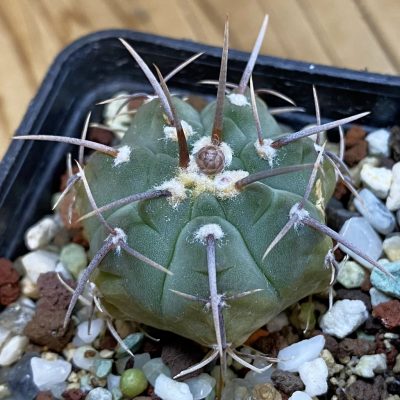 DP38887 Gymnocalycium vatteri