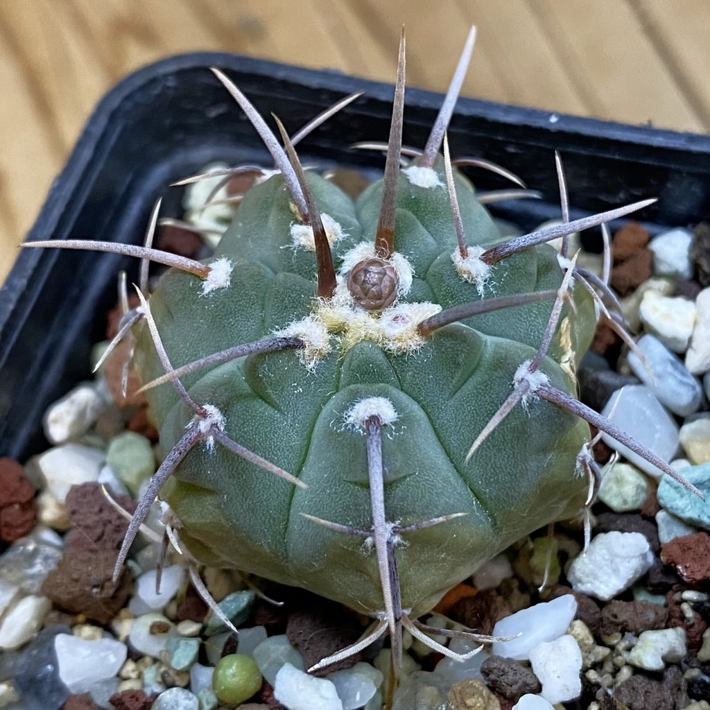 DP38887 Gymnocalycium vatteri
