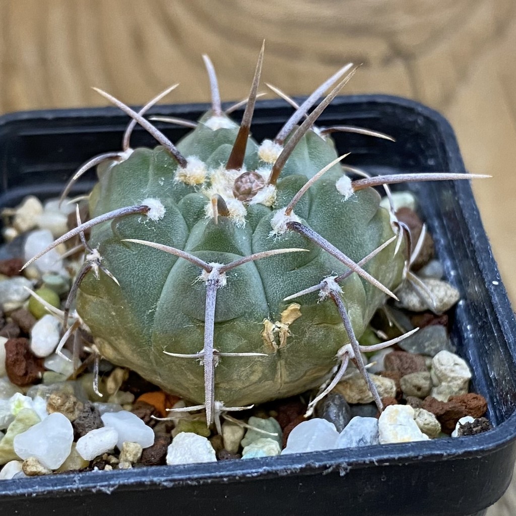 DP38887 Gymnocalycium vatteri - Image 2
