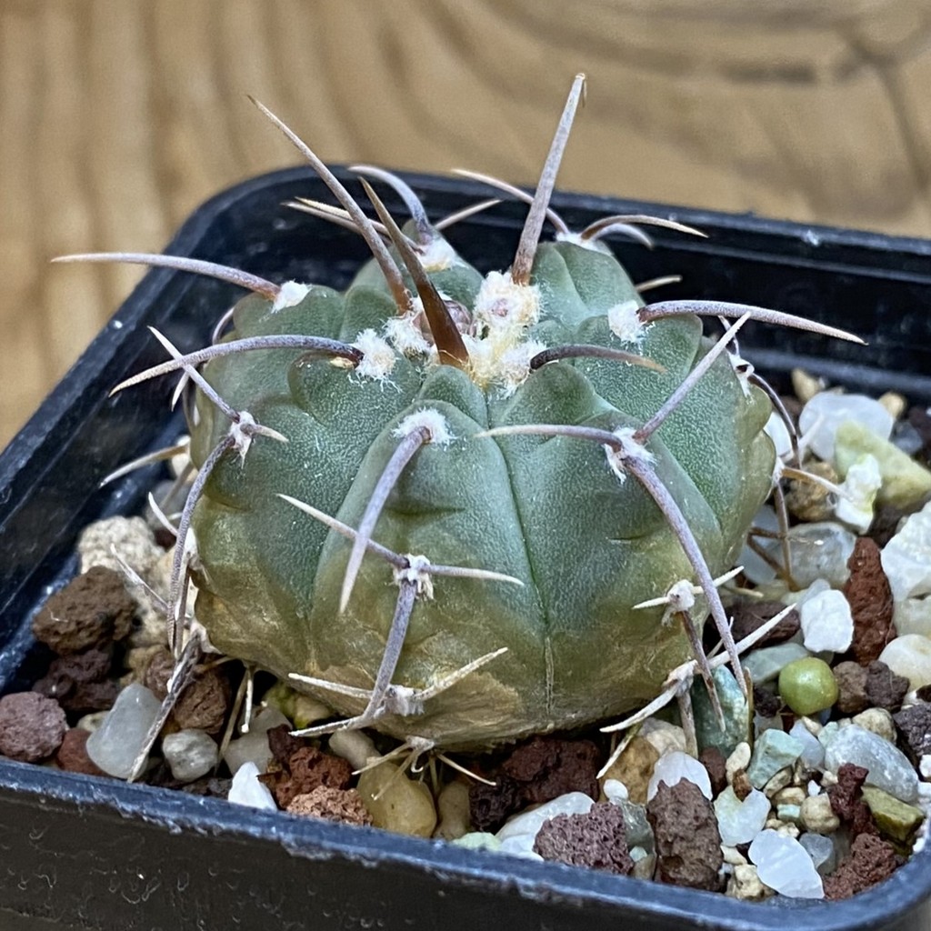 DP38887 Gymnocalycium vatteri - Image 3