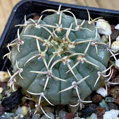 DP38888 Gymnocalycium vatteri