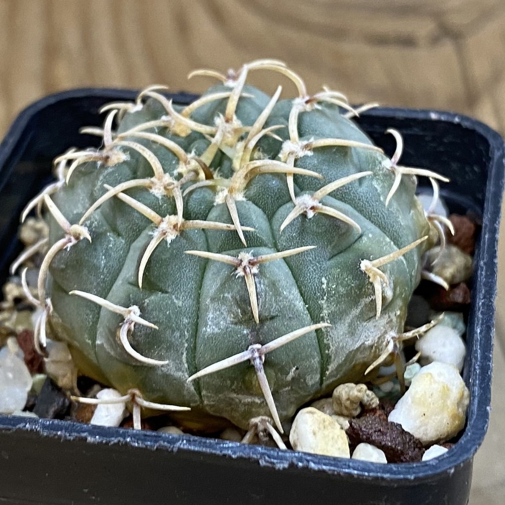 DP38888 Gymnocalycium vatteri - Image 2