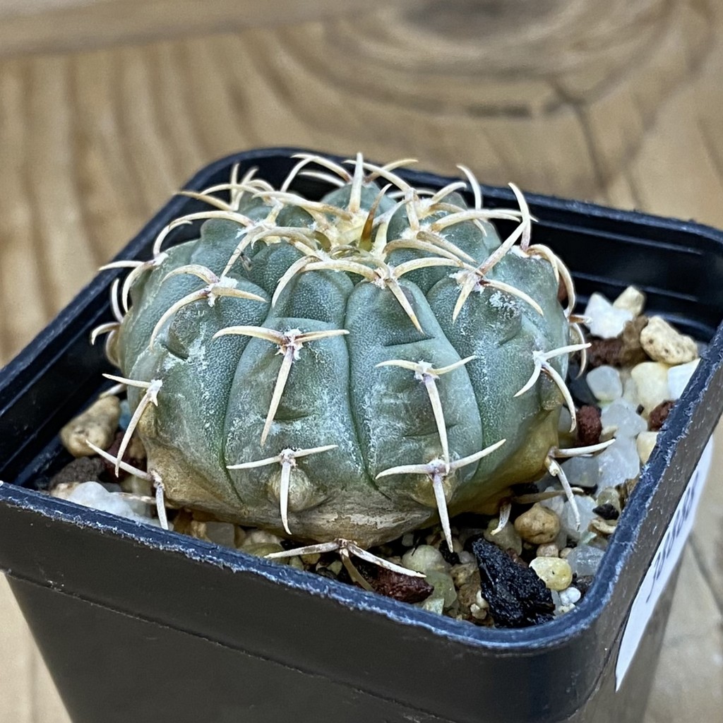 DP38888 Gymnocalycium vatteri - Image 3