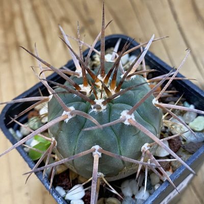 DP38890 Gymnocalycium spegazzinii