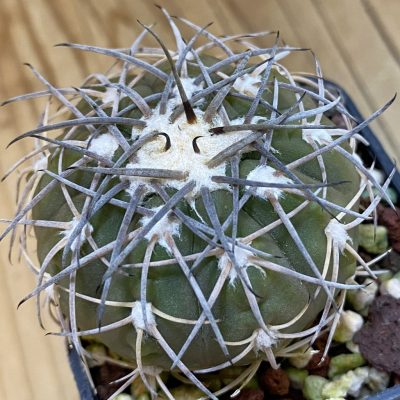DP38892 Gymnocalycium spegazzinii