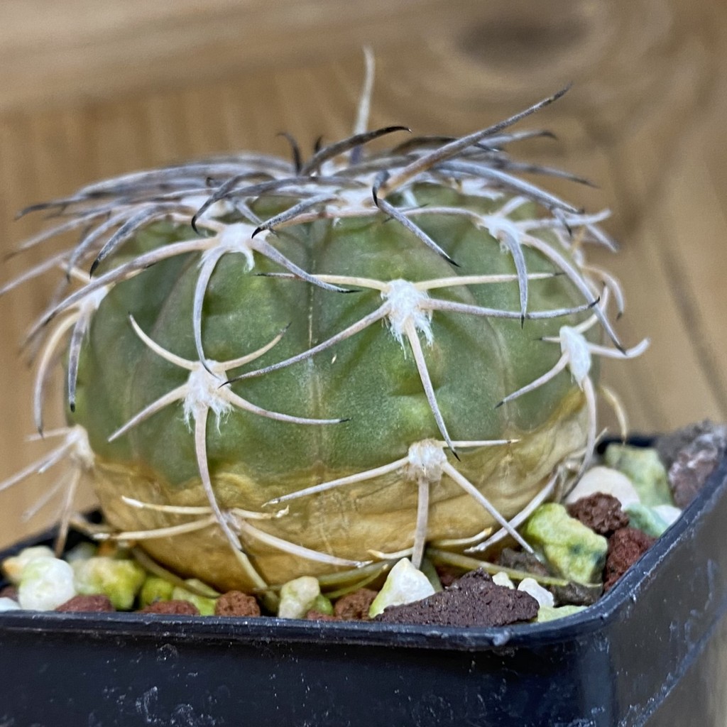 DP38892 Gymnocalycium spegazzinii - Image 2