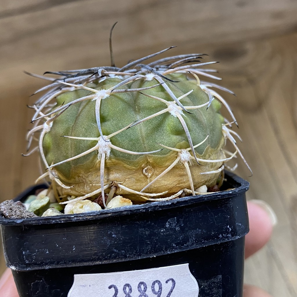 DP38892 Gymnocalycium spegazzinii - Image 3