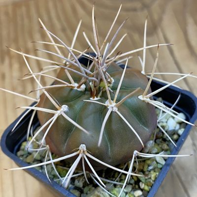 DP38893 Gymnocalycium eurypleurum