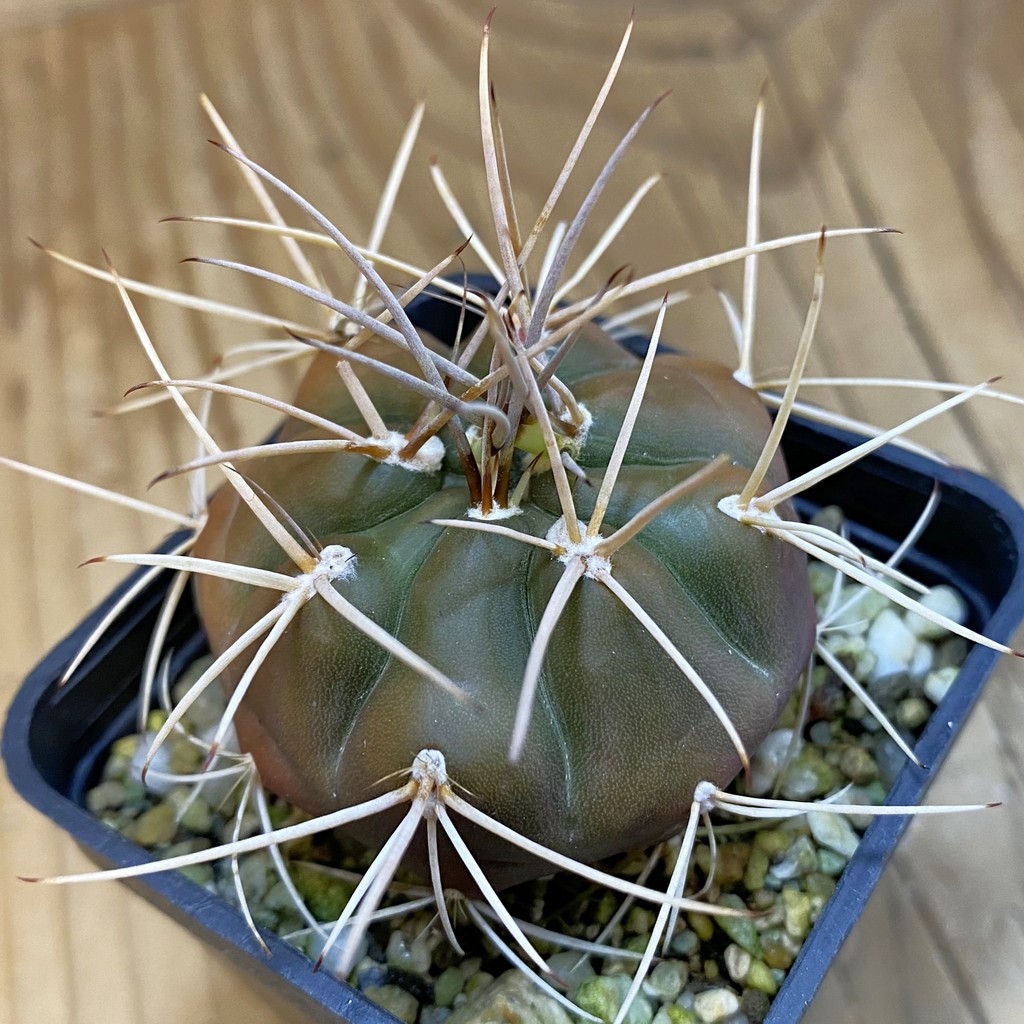 DP38893 Gymnocalycium eurypleurum